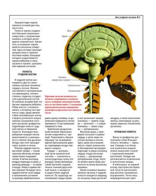 Анатомический атлас. Основы строения и физиологии человека